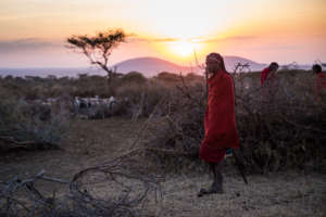 Herders protect their livestock at night