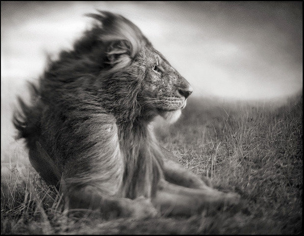 Maasai Olympics: Ending Lion Killings In Kenya
