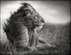 Predator Protection Program - Male African Lion
