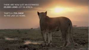 Decline Of Lions In Africa