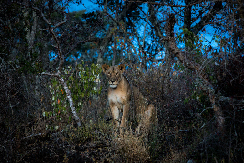 Maasai Olympics: Ending Lion Killings In Kenya