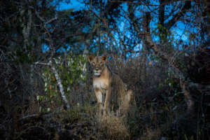 Maasai Olympics: Ending Lion Killings In Kenya