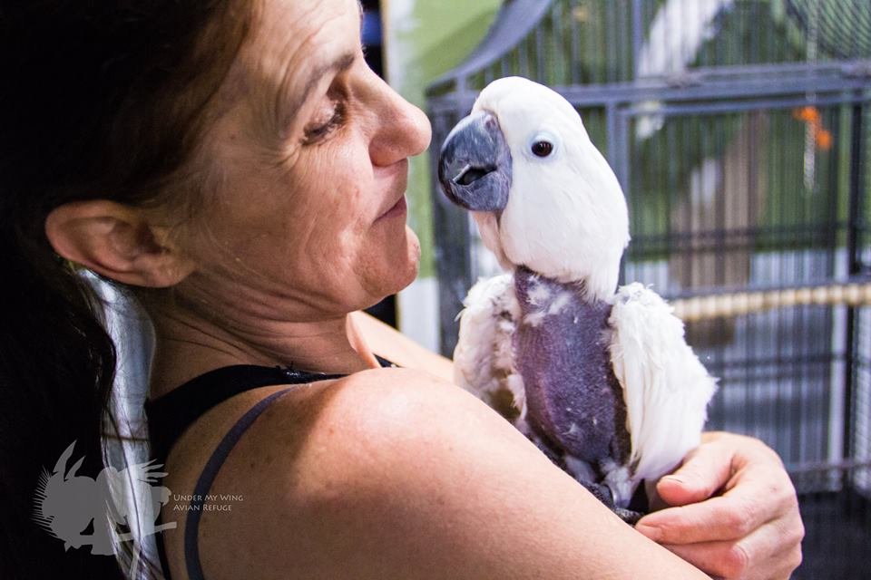 View of Help Build Outdoor Aviaries for 100 Parrots in NJ - GlobalGiving
