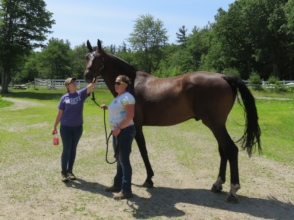 Veteran's Program Horse: Benevolence