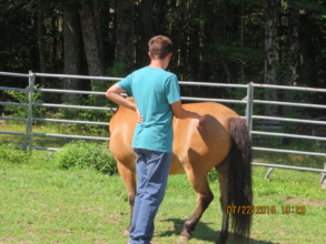 The horses are getting bigger