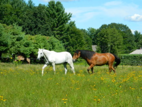 Pasture management