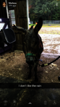 Mr. Jingles, the Miniature donkey