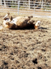 Mud Bathing