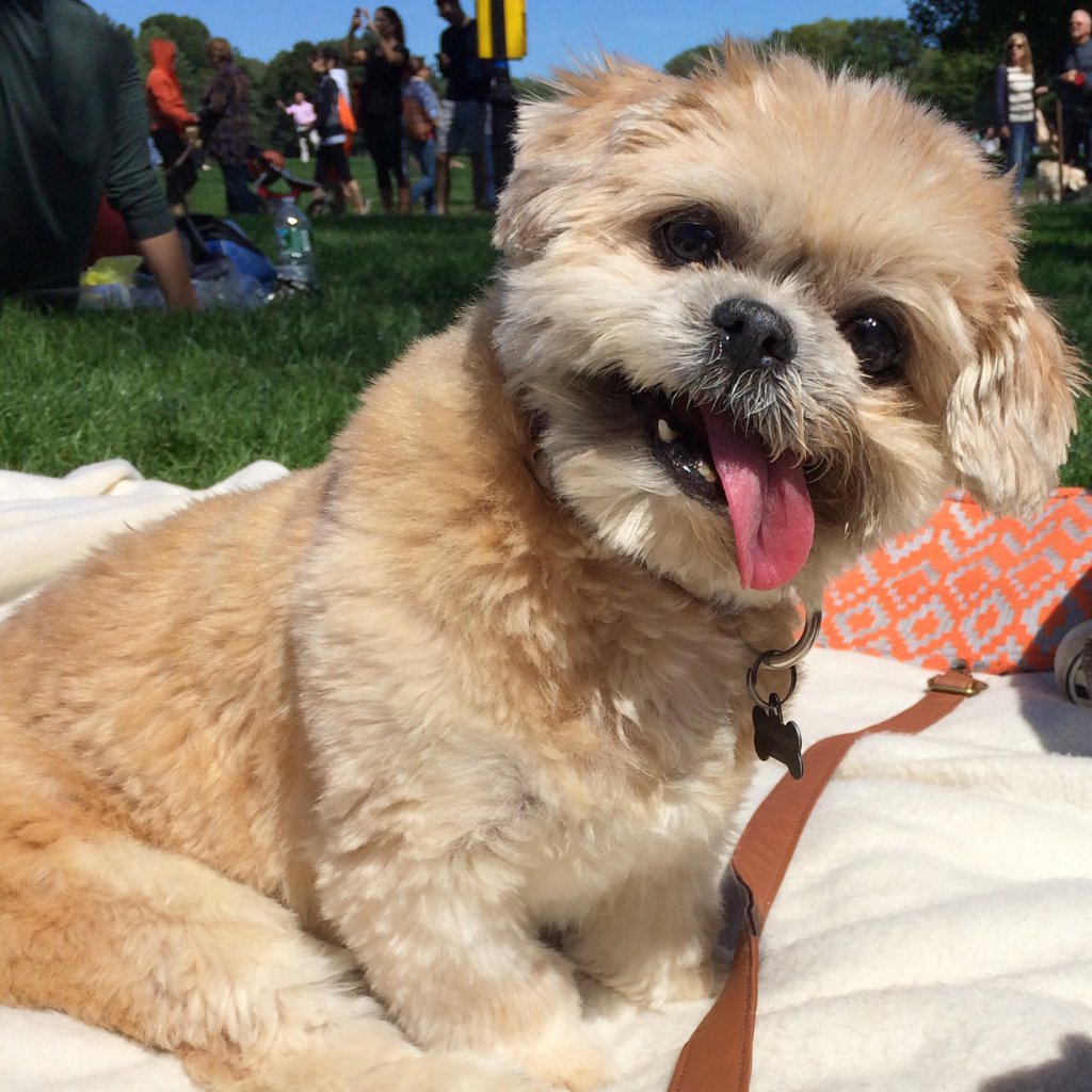 Marnie's Old Pals at the ASPCA