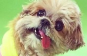 Marnie's Old Pals at the ASPCA