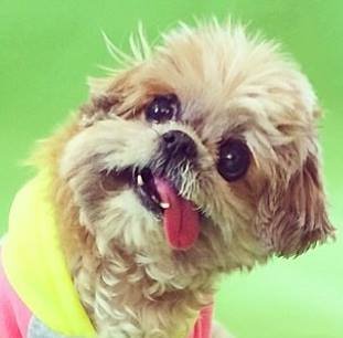 Marnie's Old Pals at the ASPCA