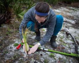 Tree Planting Volunteer