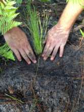 Longleaf Pine Sapling