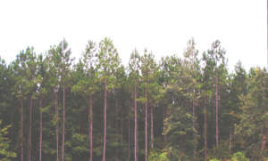Longleaf Pine