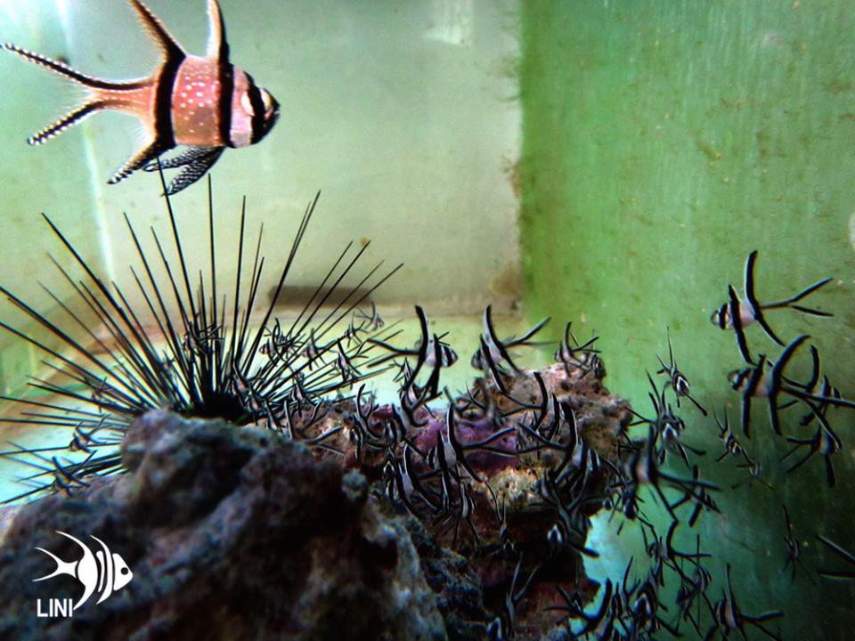 Help communities through sustainable aquaculture