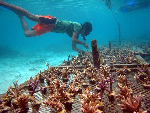 Help communities through sustainable aquaculture