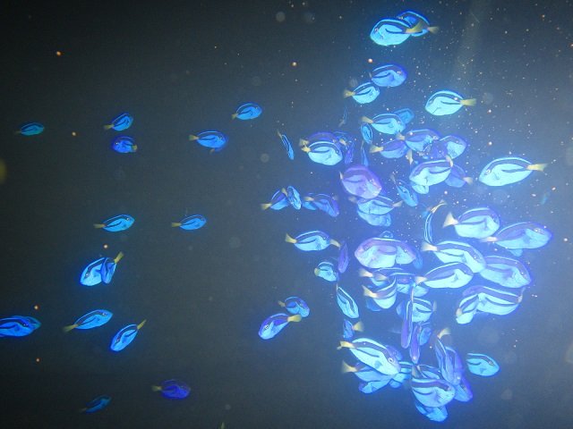 Help communities through sustainable aquaculture