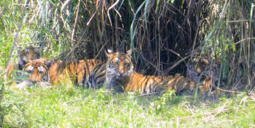 New Anti-poaching dog for Assam