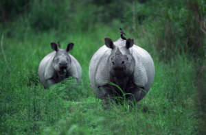 One-horned Indian Rhino