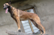 New Anti-poaching dog for Assam