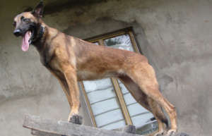 New Anti-poaching dog for Assam