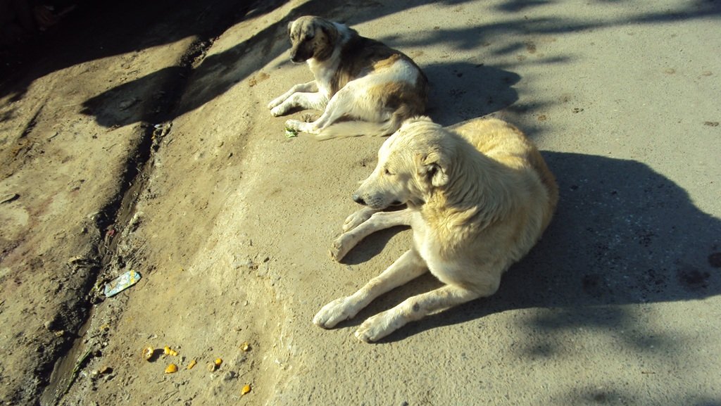 Save Life of 1,760 Street Dogs in Afghanistan