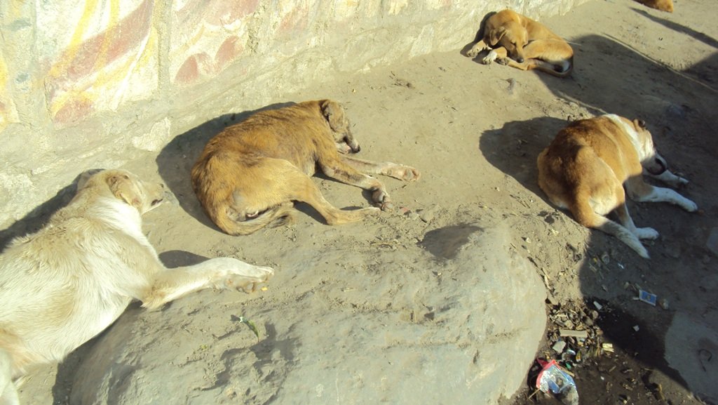 Save Life of 1,760 Street Dogs in Afghanistan