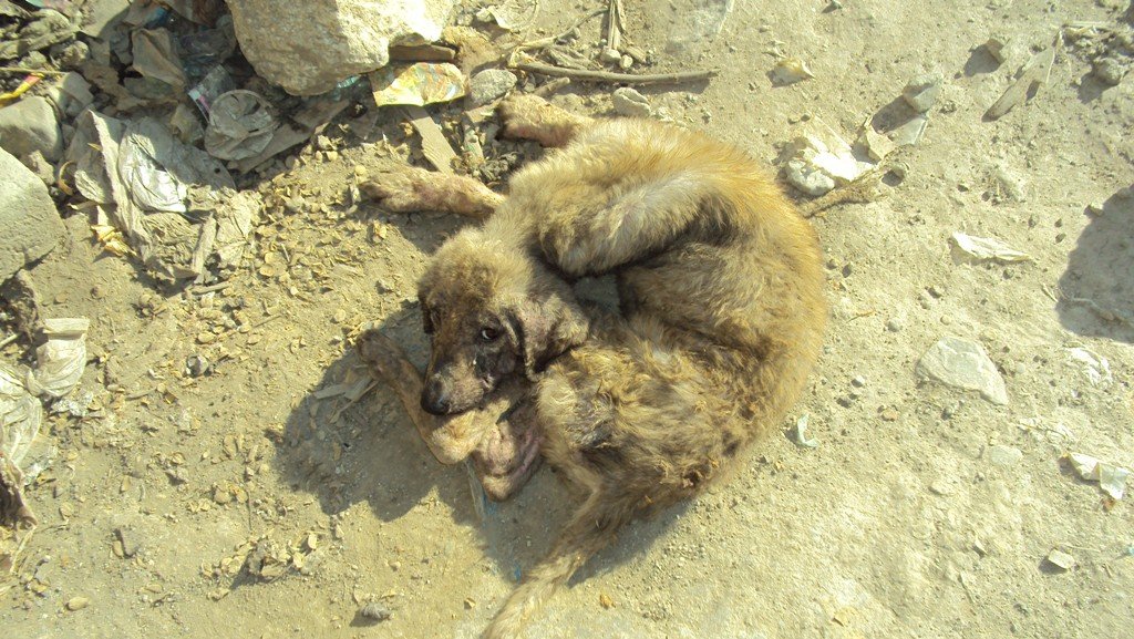 Save Life of 1,760 Street Dogs in Afghanistan