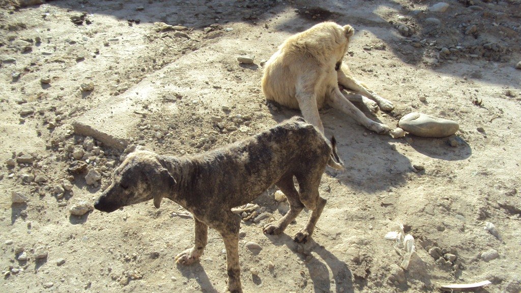 Save Life of 1,760 Street Dogs in Afghanistan