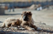 Save Life of 1,760 Street Dogs in Afghanistan