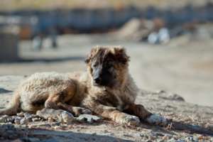 Save Life of 1,760 Street Dogs in Afghanistan
