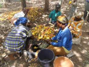 Harvesting cashews.Bee pollination improves yields