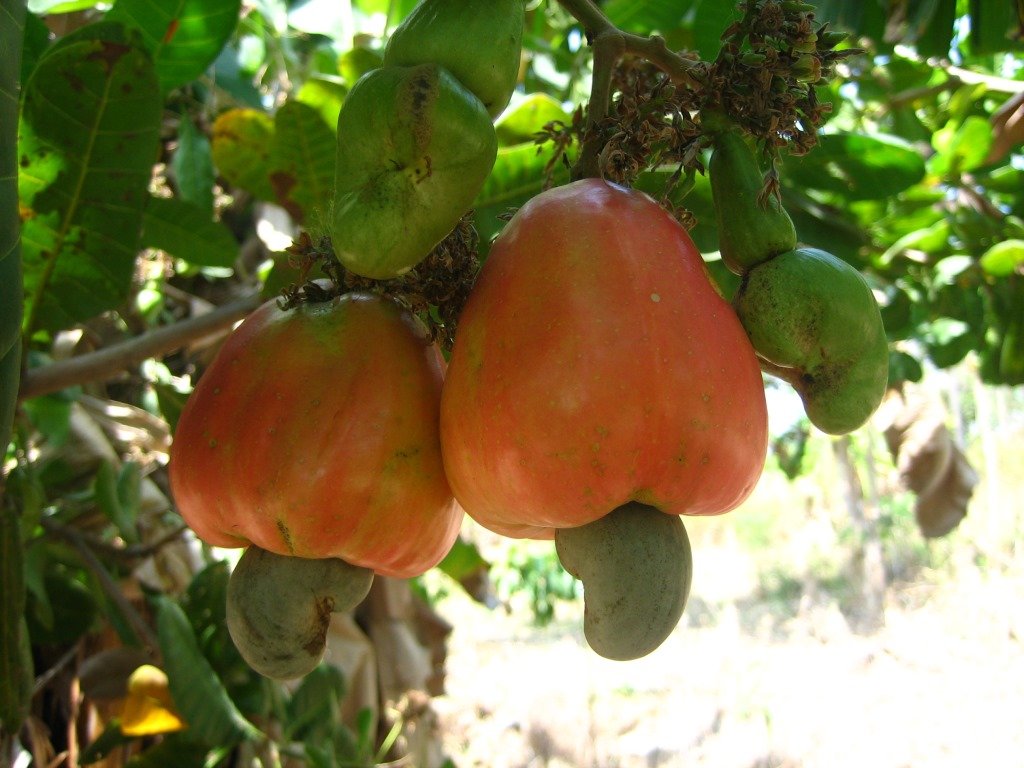 Bees for pollination to improve lives in Ghana