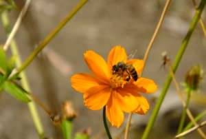 Honey bees are productive and beneficial