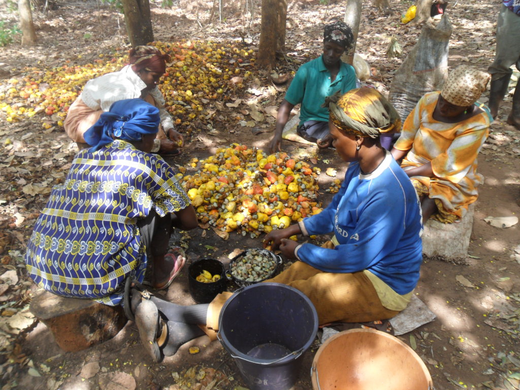 Bees for pollination to improve lives in Ghana