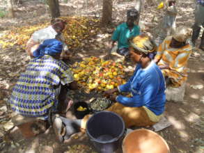 Bees for pollination to improve lives in Ghana