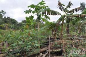 Matses polyculture swidden, showing in this shot m