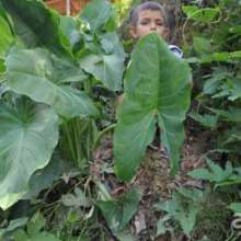 Adult bebiukud plant