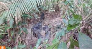 Camera Trap