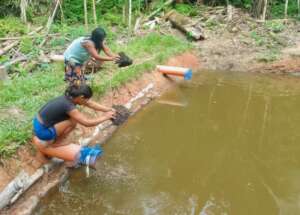 Matses women feeding with ant and termite nests