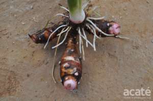 Corm and cormels of a young siante tapun plant