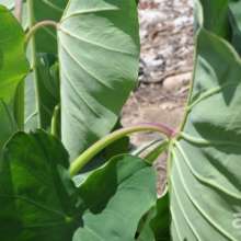 Red petiole tips of the camis plant