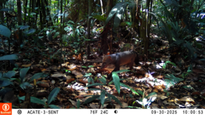 Short-eared dog, known to Matses as nimeduc opa