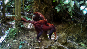 Red howler monkey known to Matses as achu