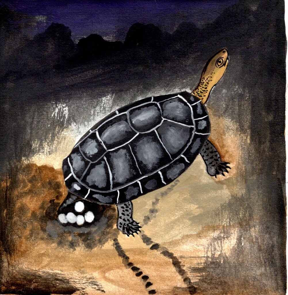 River turtle rendering by Matses artist Guillermo