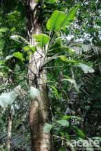 The Amazon is a repository of botanical diversity
