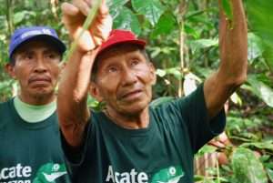 Healer stewarding Matses medicinal forest