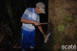 Urbano sustainably harvesting copaiba