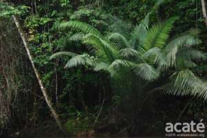 Riverine forest off the quebrada Chobayacu