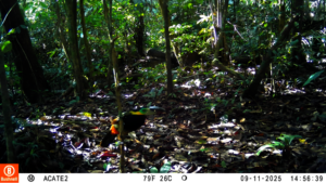 Golden-collared toucanet, known to Matses as aus